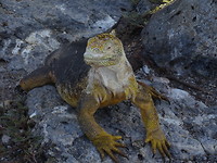 Galapagos