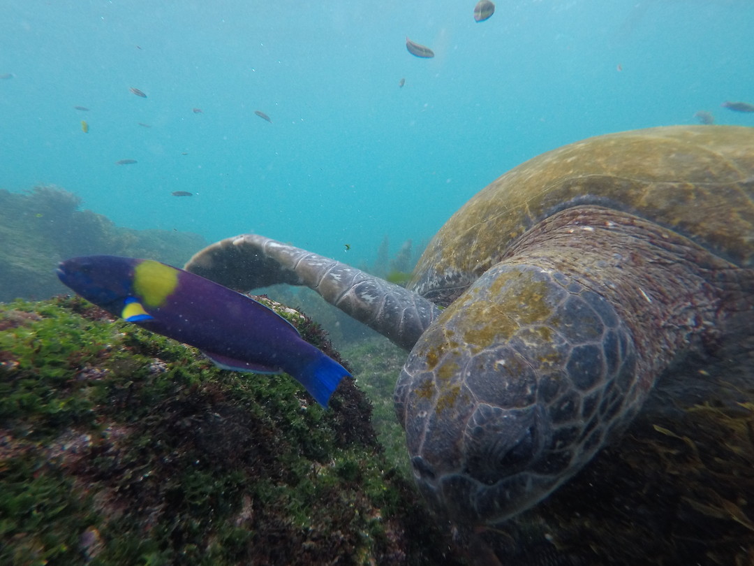 Galapagos