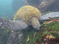 Galapagos