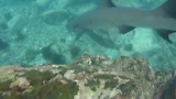 Galapagos