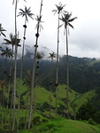 Valle de Cocora