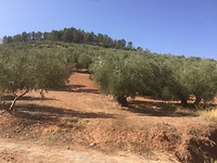 Olijfbomen