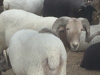 Als bok oppermachtig