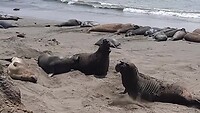 Piedras Blancas Elephant Seal Rookery
