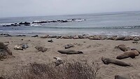 Piedras Blancas Elephant Seal Rookery
