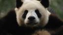Pandabeer
