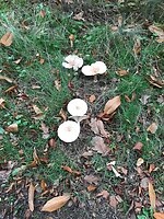 Paddenstoelen