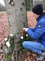 Ster op boom