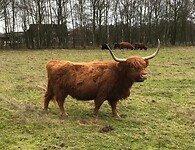 Runderen 1