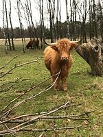 Runderen 2