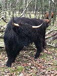 Runderen 3