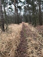 Bospaadje