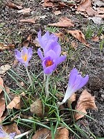 paarse krokus