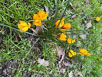 gele krokus