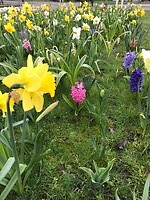 Lente