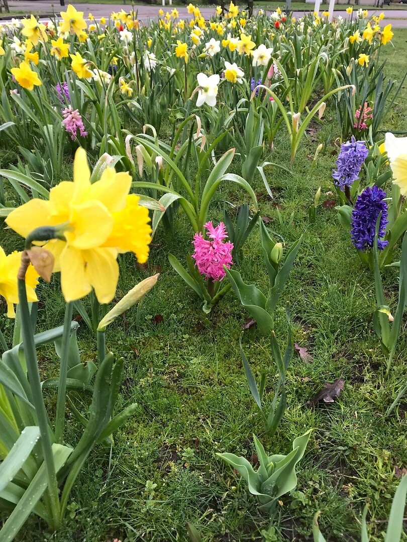 Lente