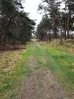 bossen