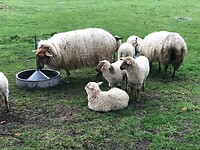 Schapen