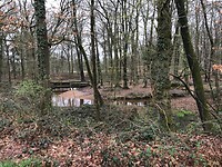 Water bossen Geijsteren