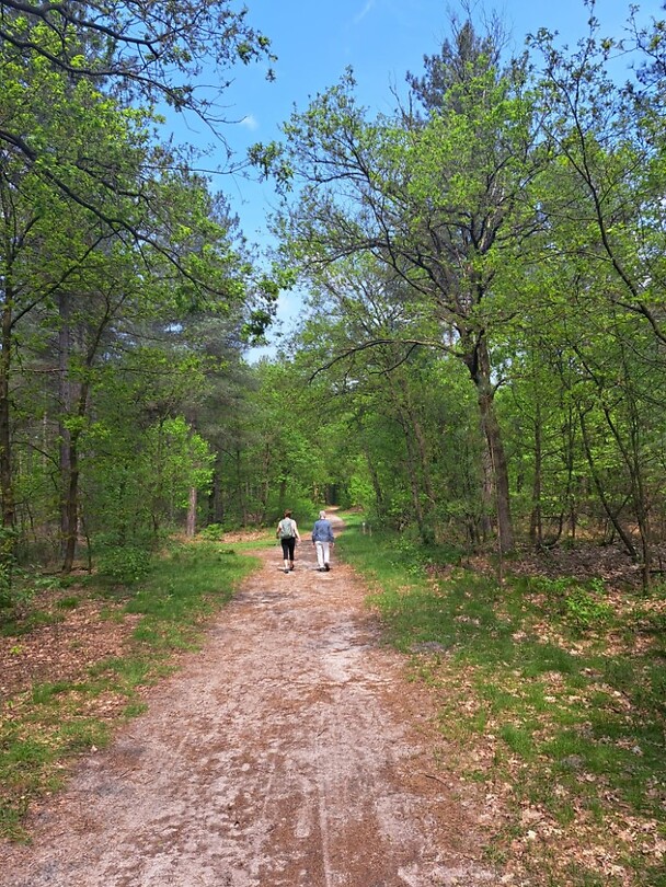 Overloon bos 