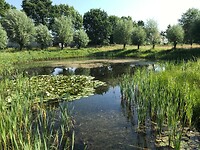 Vijver