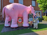 Roze olifant