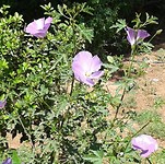 20190512_115559-1