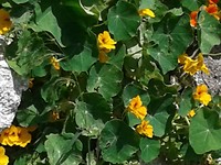 Oost indische kers