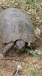 Schildpad