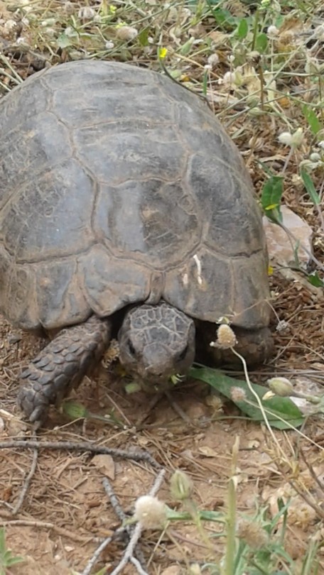 Schildpad