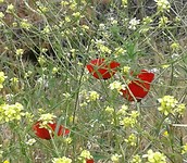 Bloemen