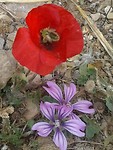 Papaver met bij