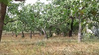 Pistachenoten boomgaard. Zwarte stam is mannetjes boom 2
