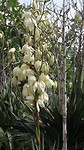 Yucca