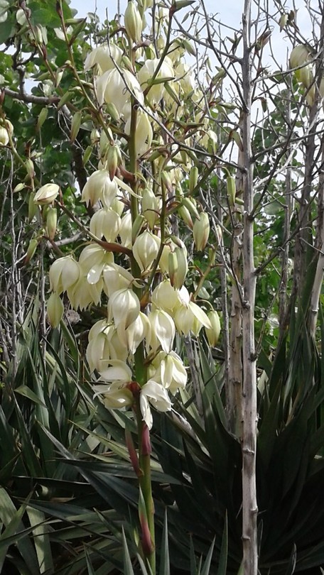 Yucca