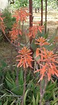 Vetplant