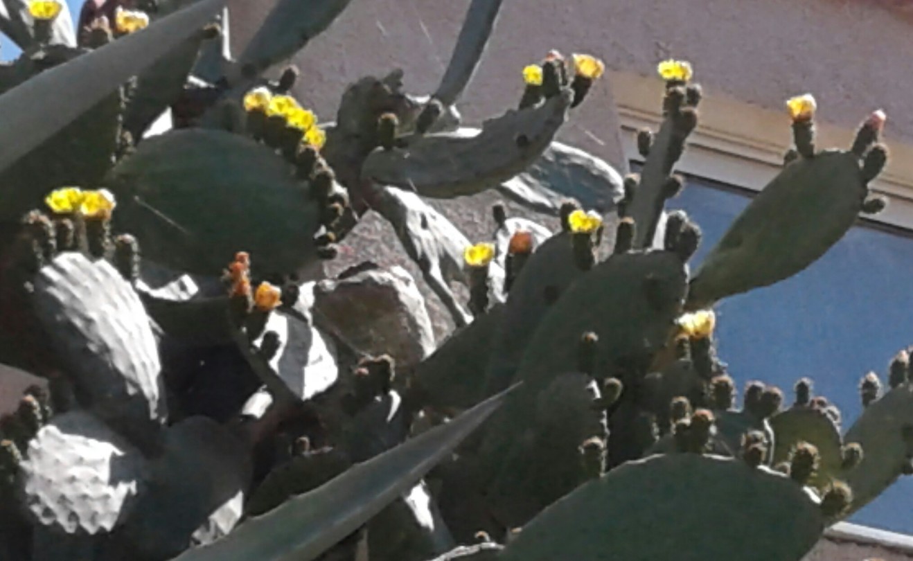 Cactus