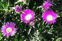 Ijsbloemen