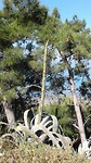 Bloem stengel van agave. Bloem komt in augustus