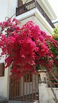 Plaatsje bougainvilla