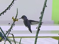 Kolibri vanaf terras