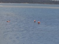 Goto meer flamingo's