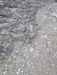 Blauwstaart salamander