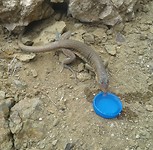 Salamander