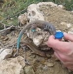 Salamander