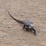 Leguaan pos mangel