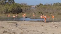 Flamingo's vlakbij lac bay