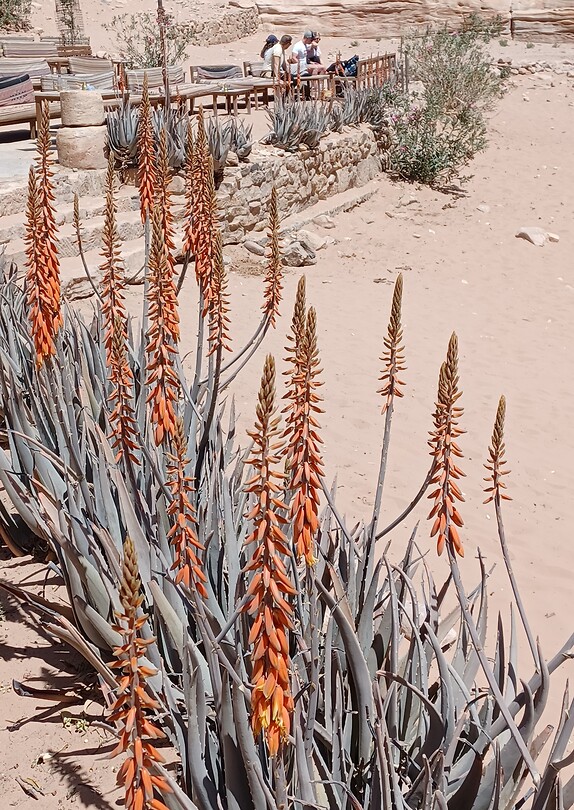 Bloeiende agave