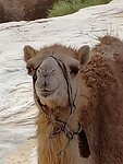 Jonge Dromedaris