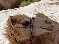 Jonge dromedaris